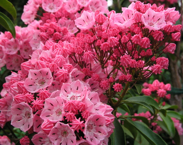 Kalmia latifolia Ewa 02.jpg